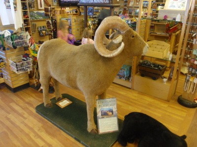 Stuffed Big Horned Sheep and Bear Cub.